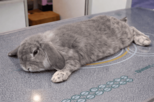 Adorable gray rabbit stretched out on a table, showcasing calmness and comfort.