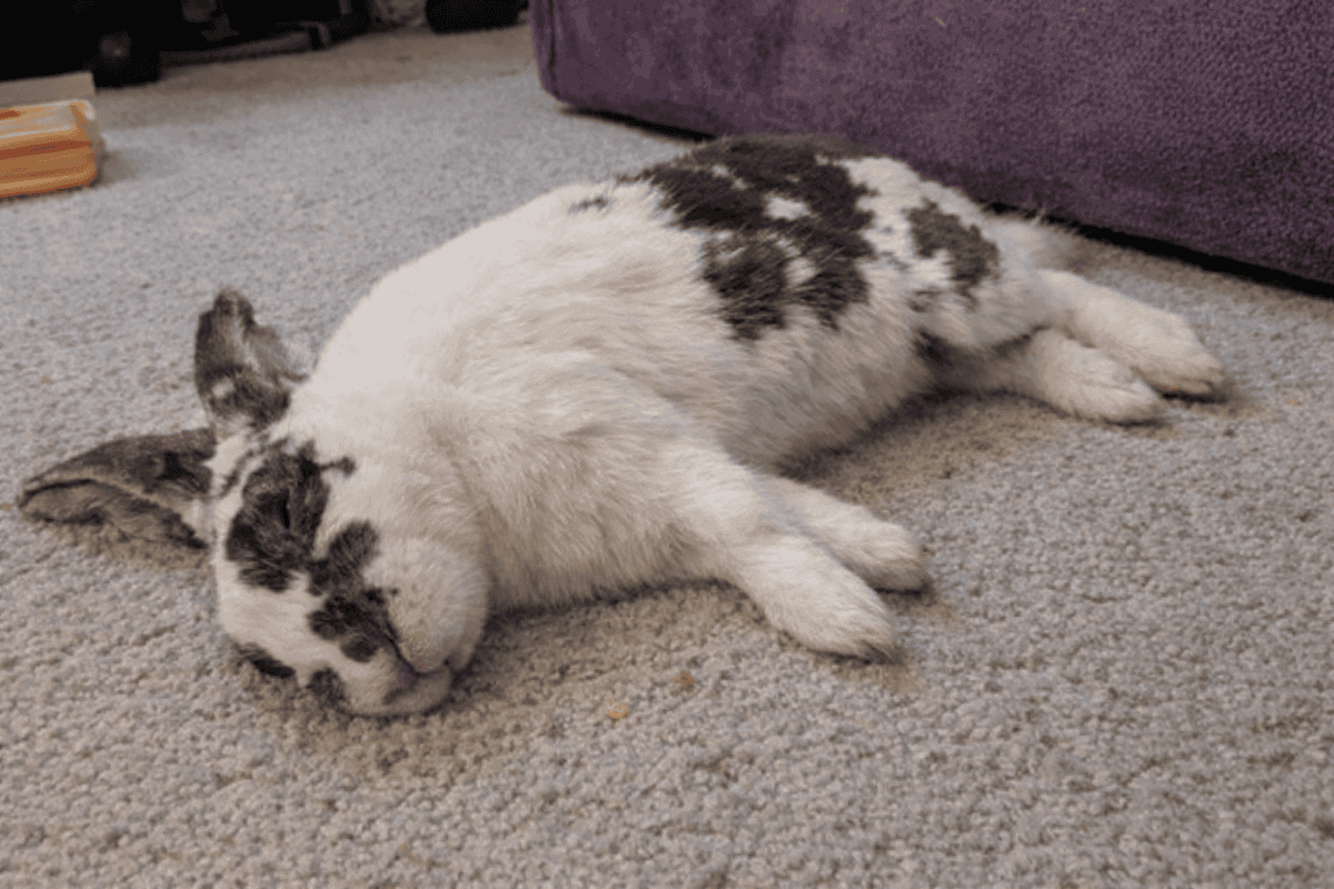 Spotted Loppy Rabbit Floppy Rabbit Syndrome in rabbits – How to rabbit