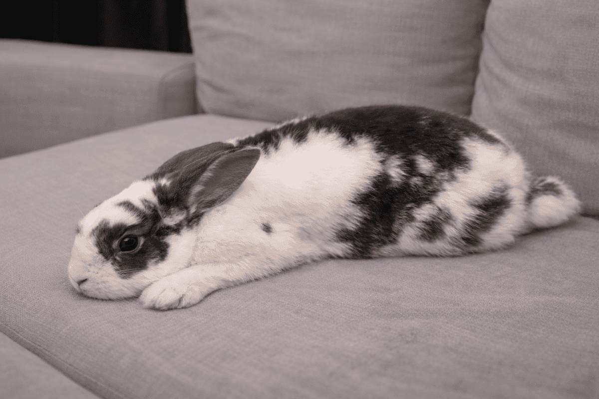 Spotted Loppy Rabbit Floppy Rabbit Syndrome in rabbits – How to rabbit