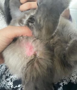 Grooming a rabbit's belly to ensure health and hygiene.