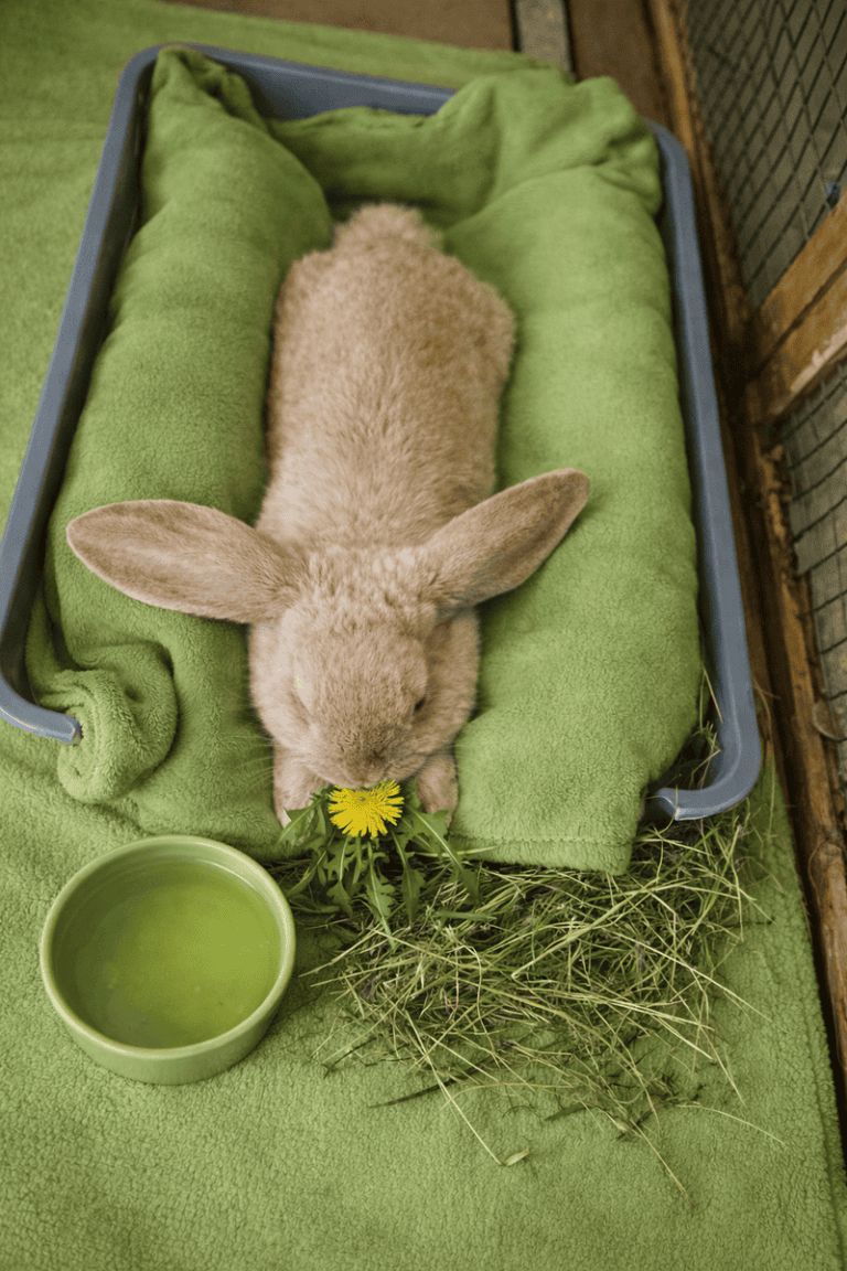 Floped Rabbit Floppy Rabbit Syndrome in rabbits – How to rabbit