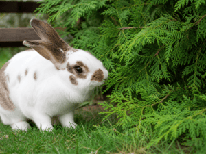 White rabbit with brown spots near lush green foliage outdoors.