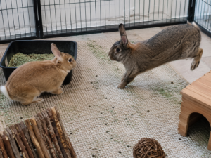 Two rabbits interacting in a secure indoor enclosure for bonding.